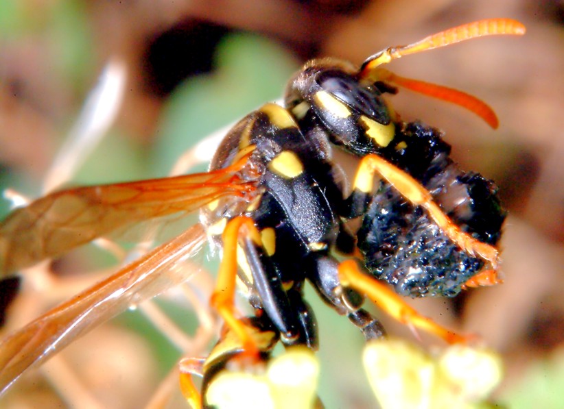 Polistes gallicus